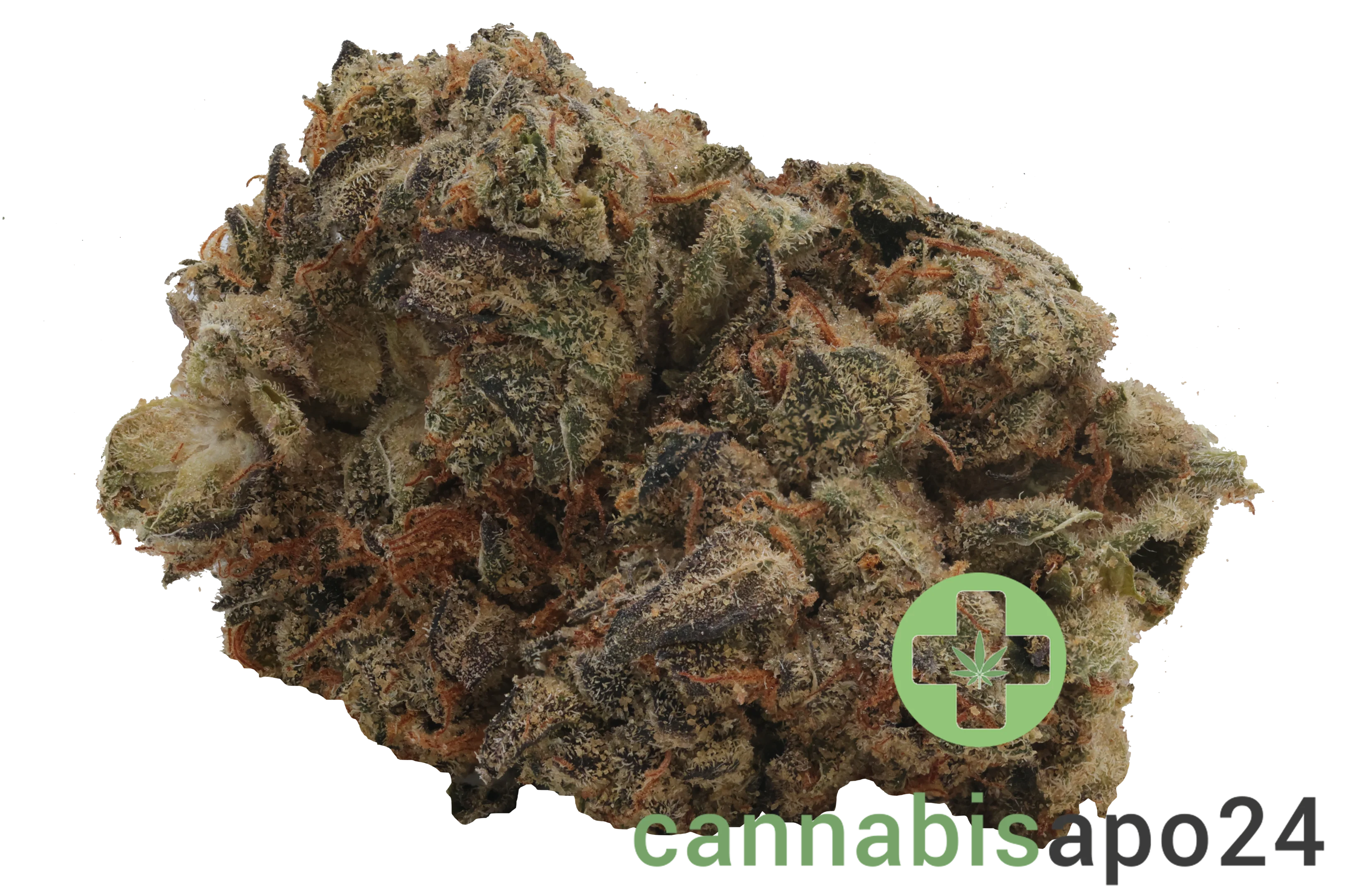 31/1 Nice GSC Girl Scout Cookies