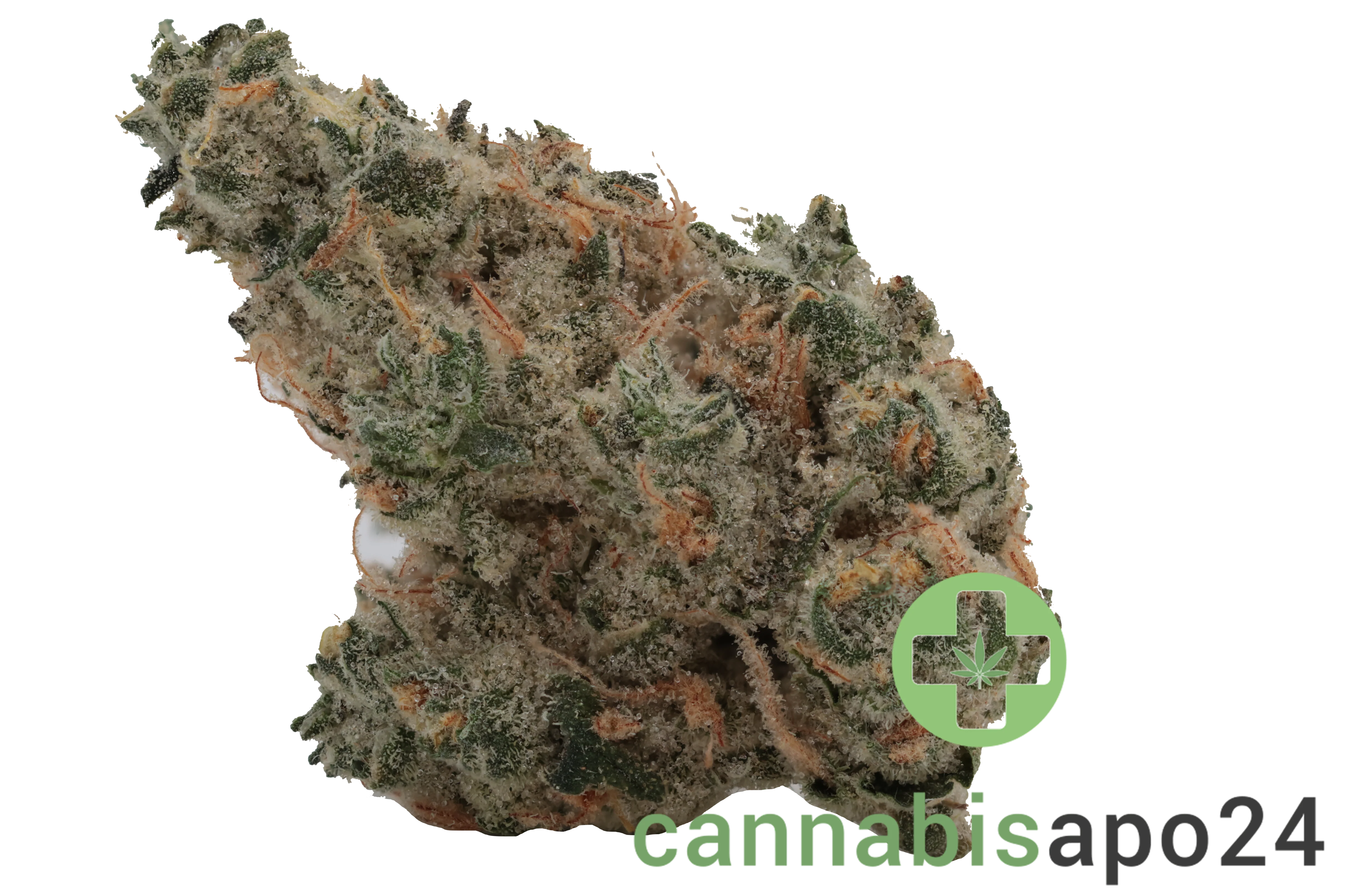 420 Evolution 27/1 CA GMO