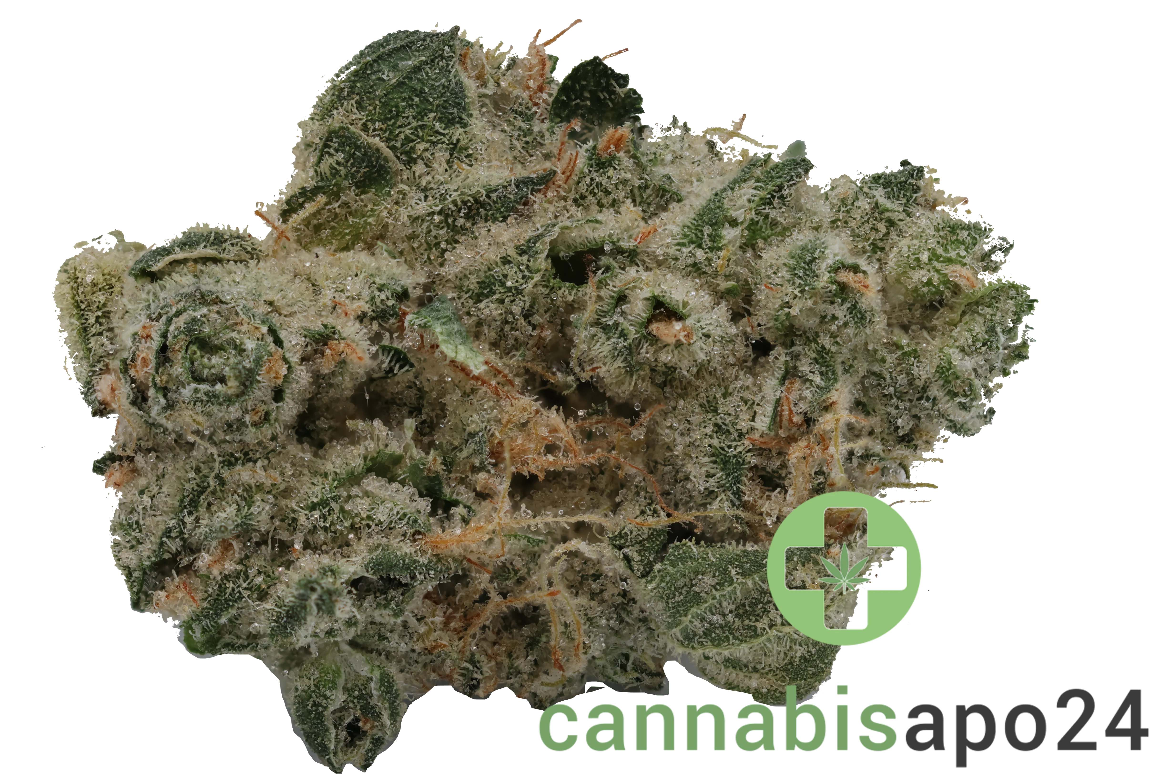 420 Evolution 30/1 CA GMO