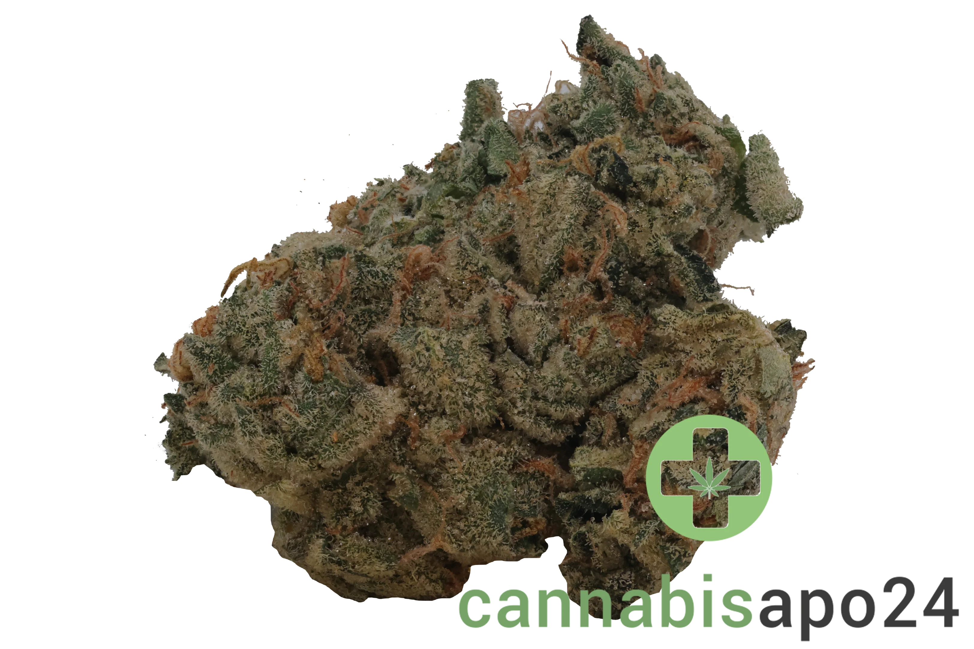 420 Evolution 33/1 CA GMO