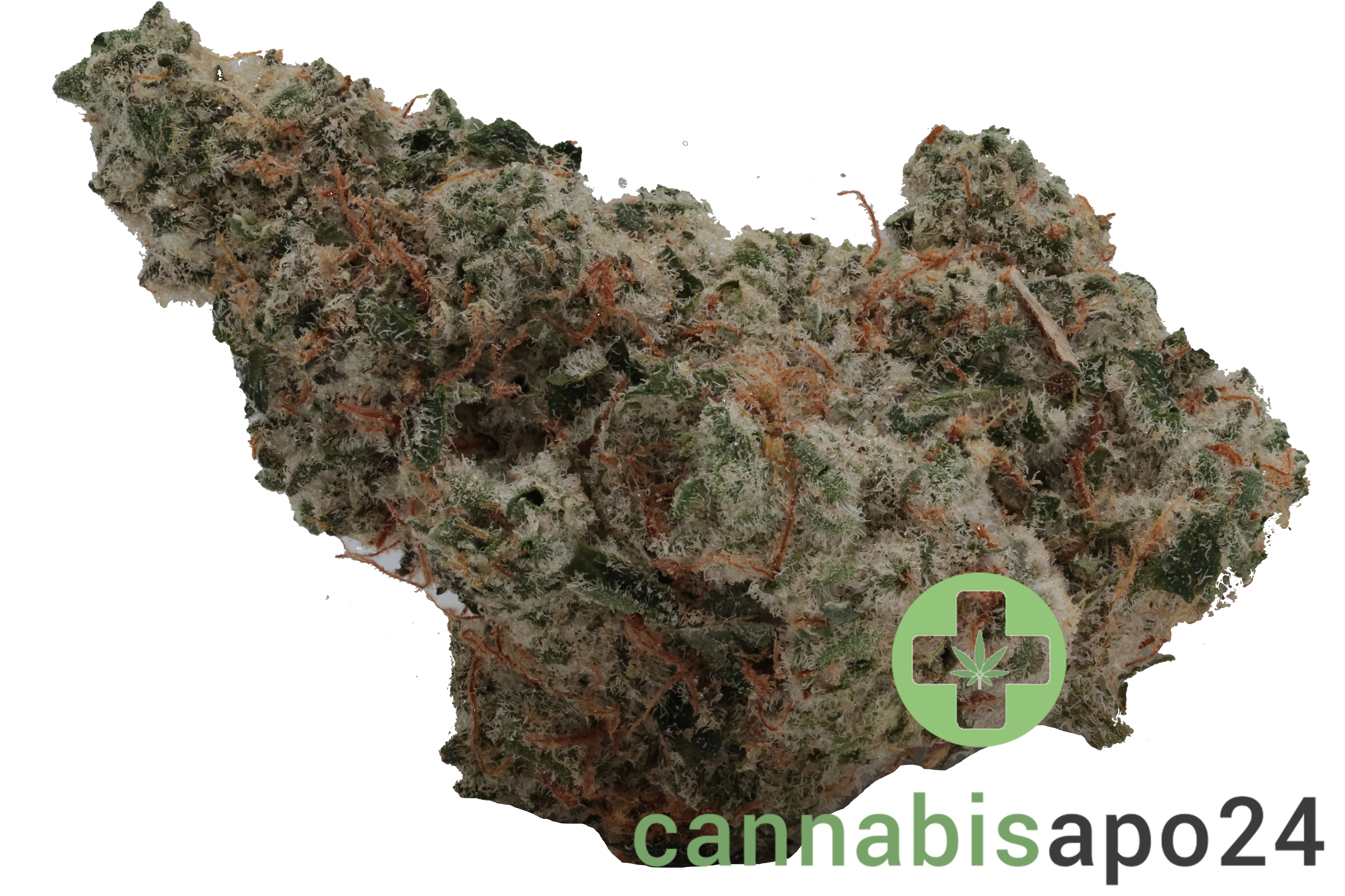 420 Evolution 33/1 CA ICC