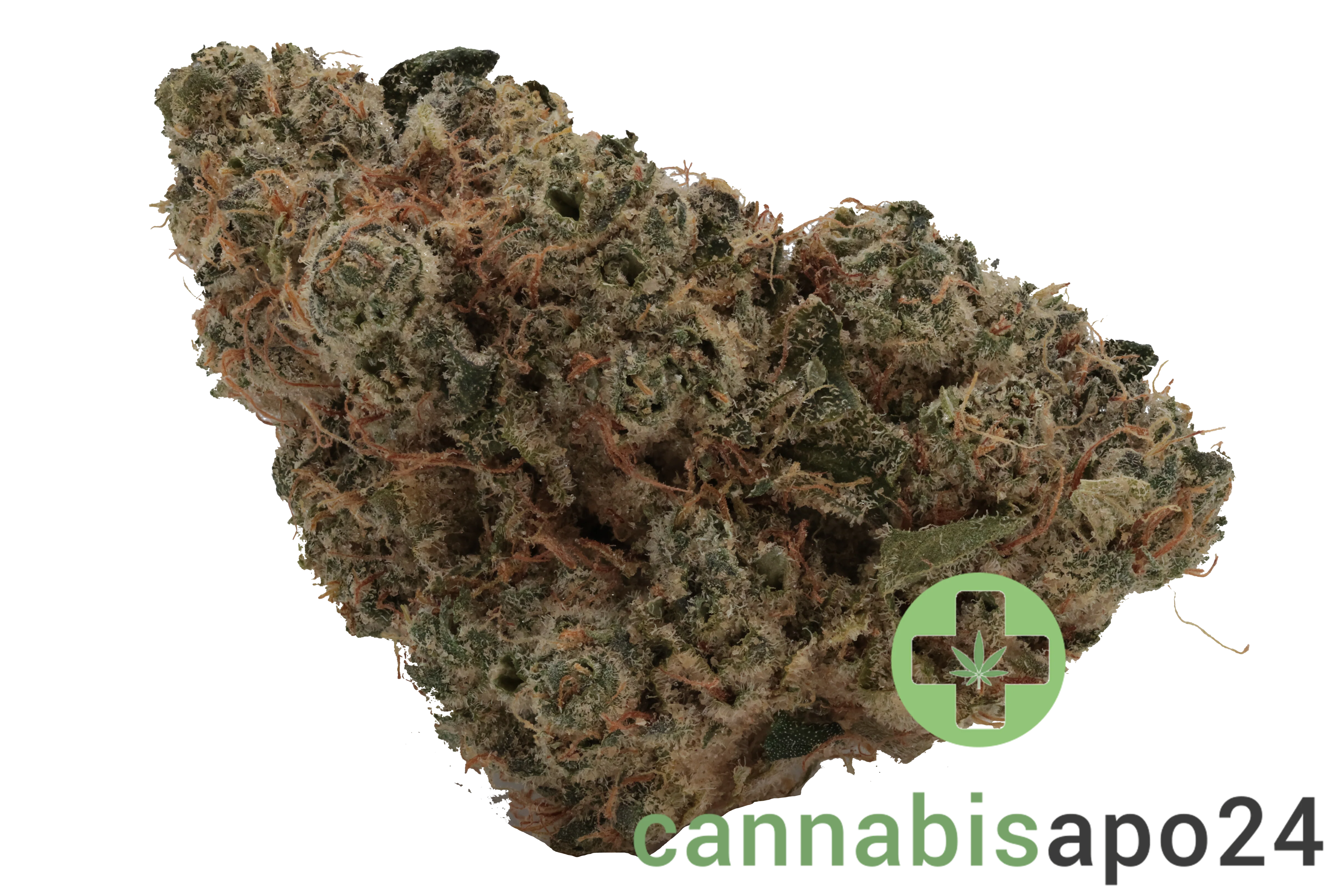 AVAAY Signature 31/1 OGC Ocean Grown Cookies