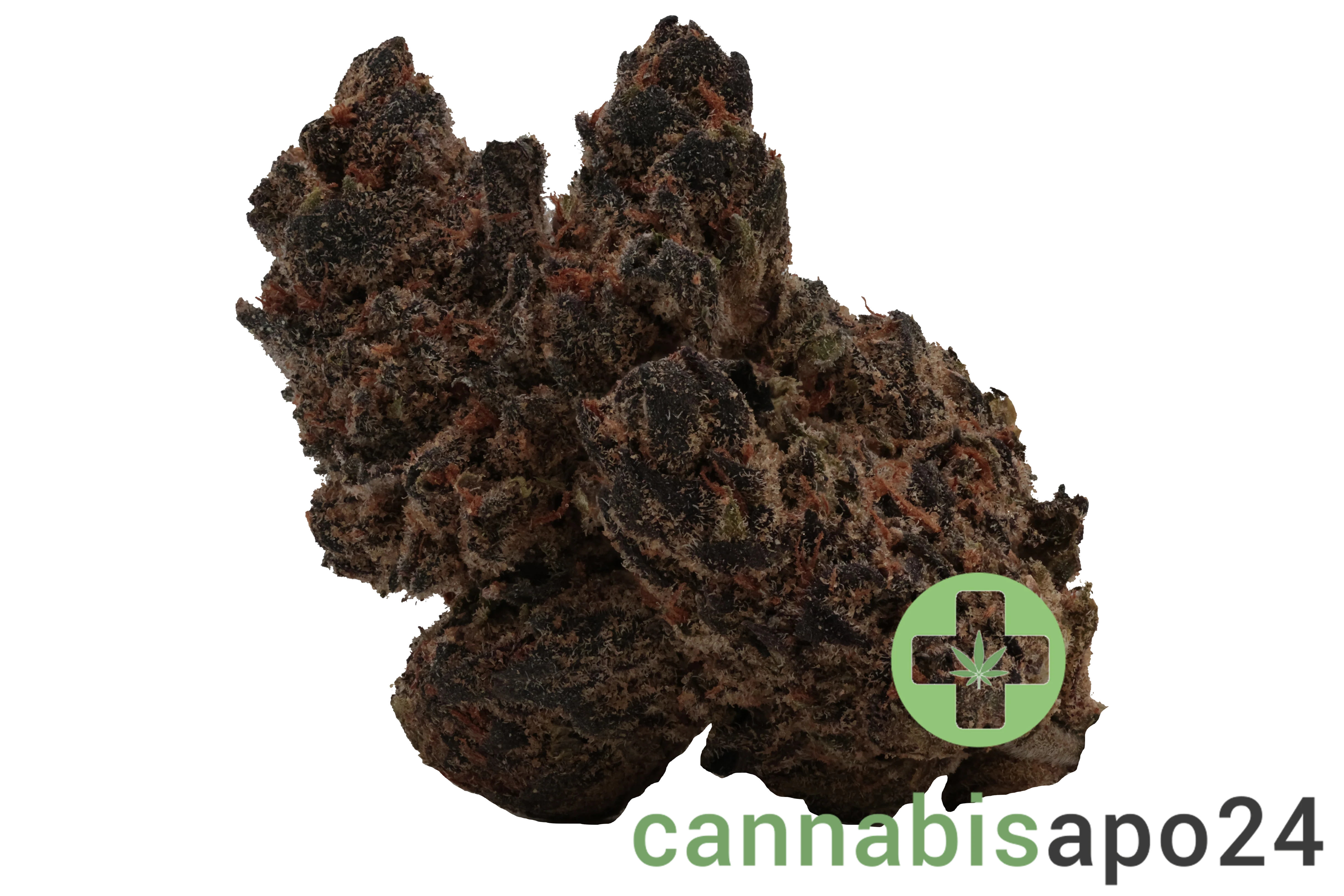 Barongo 26/1 DR Gastro Pop