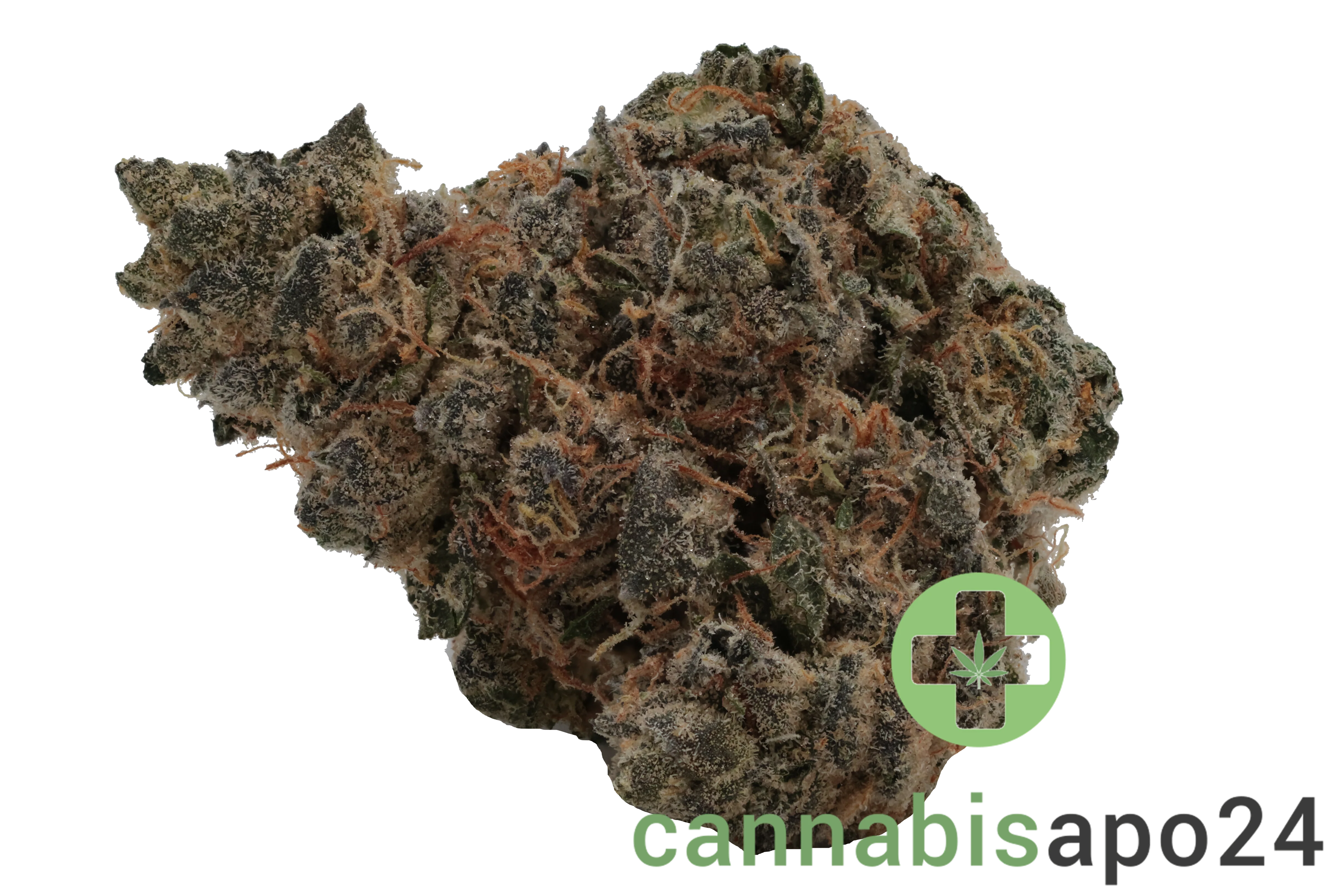 Bathera 26/1 DS Dank Sinatra