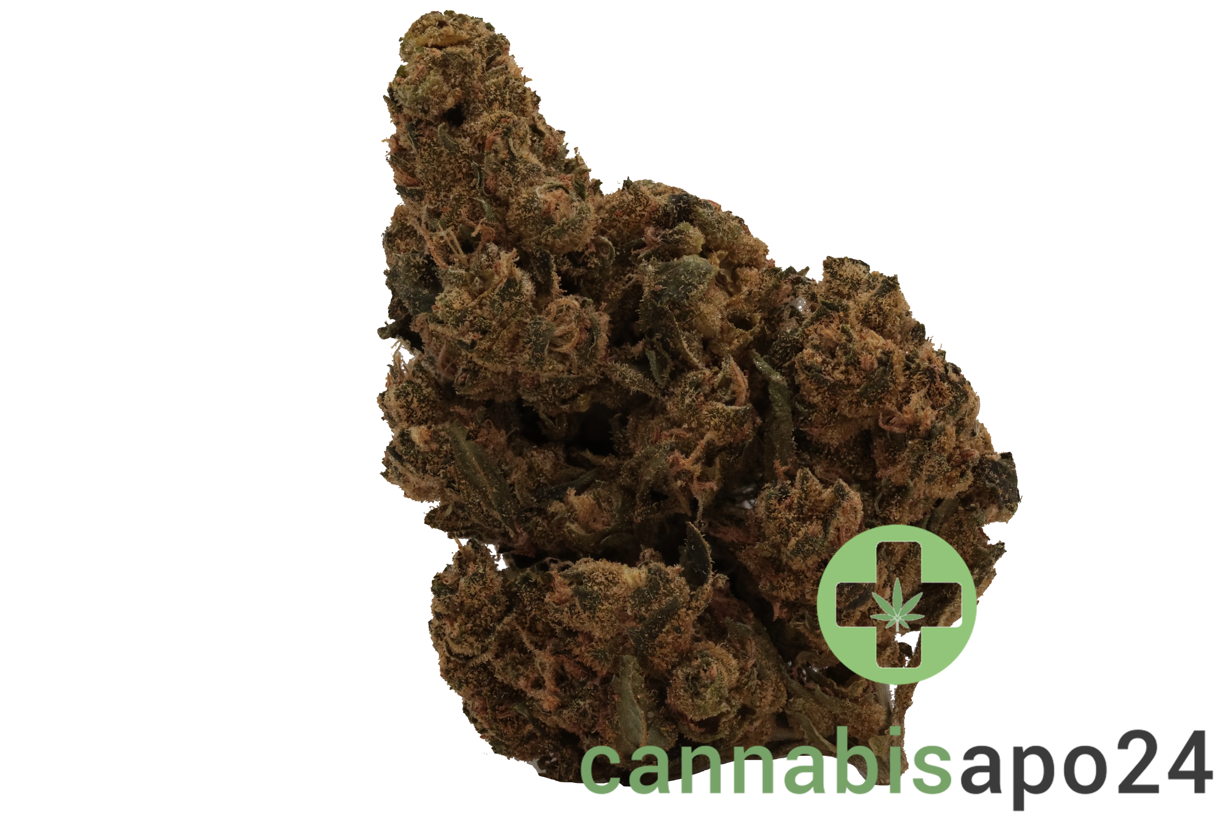 Canify Flos 22/1 UY  - Big Buddah