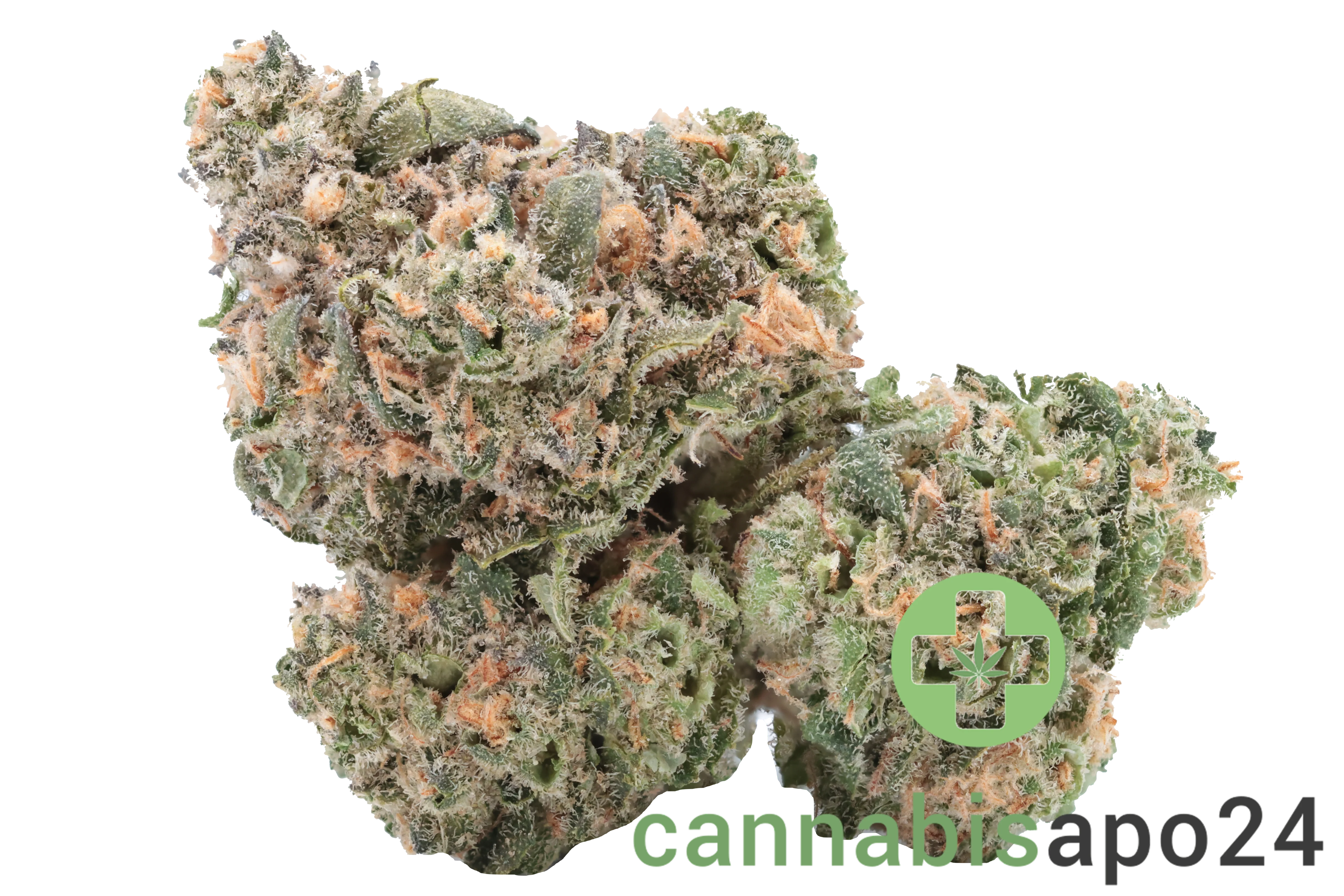 Cannamedical Hybrid forte NM - Critical Bilbo