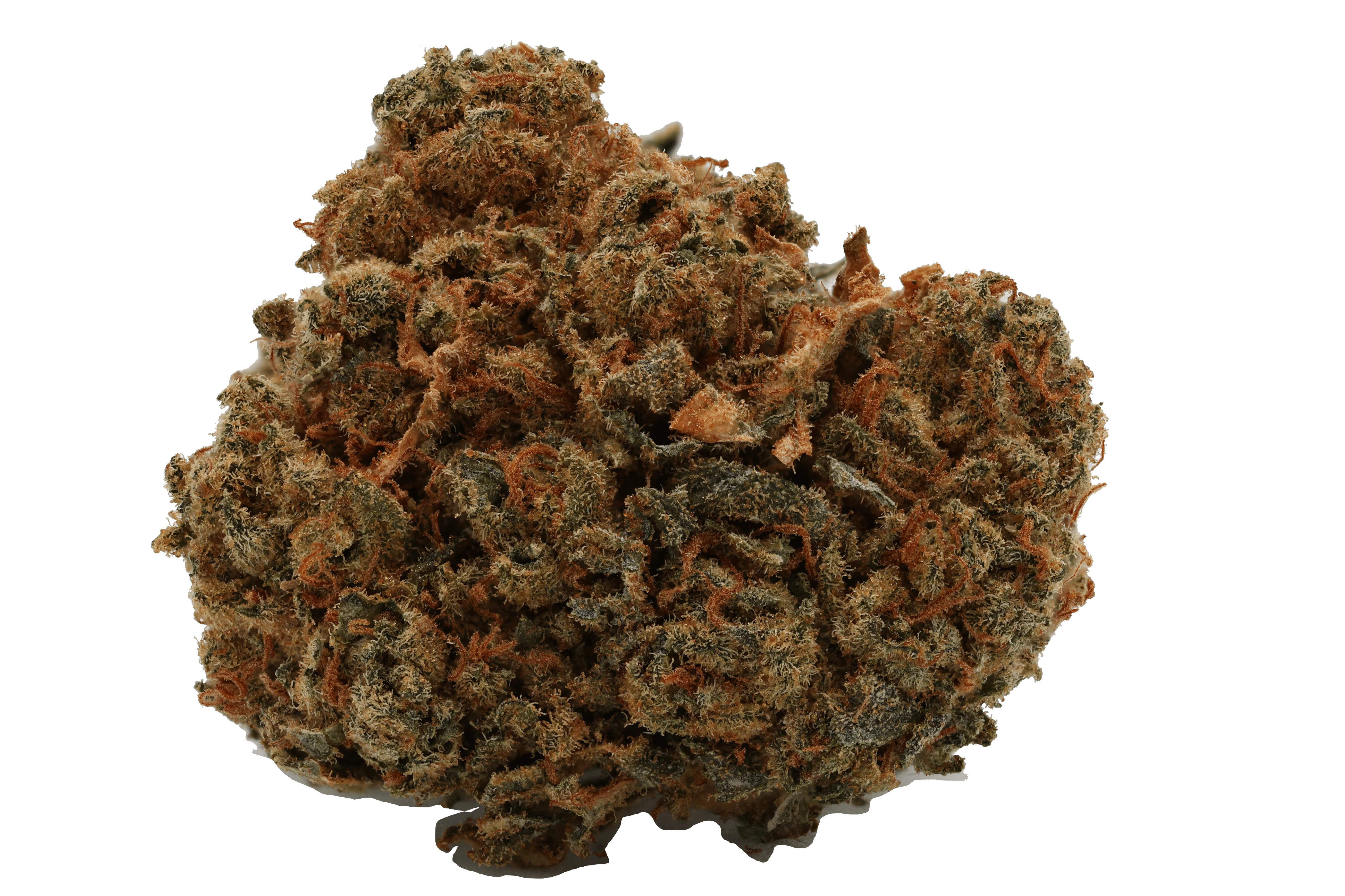 Cannamedical Hybrid forte - Gorilla Mints - Image 2