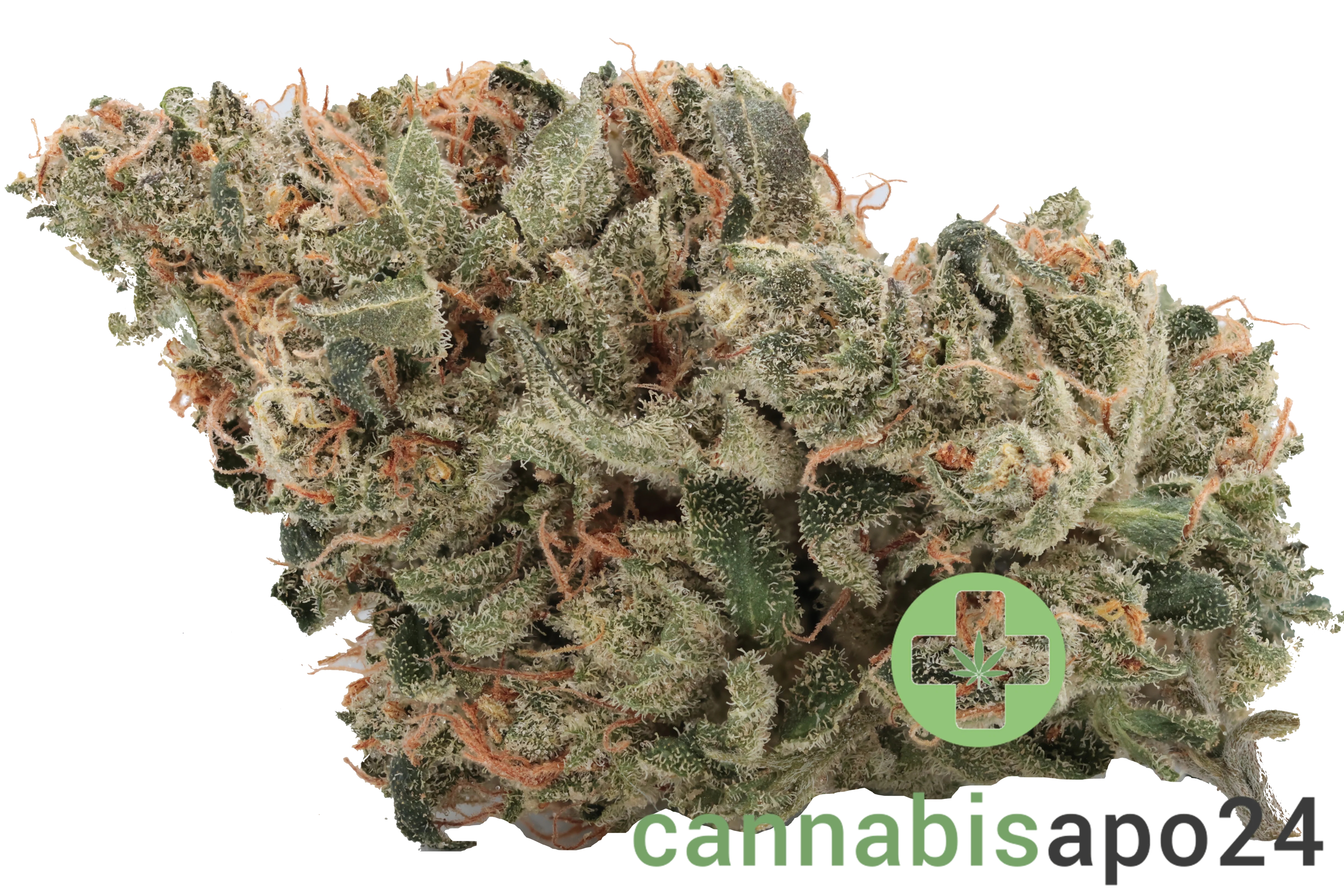 CM Indica classic NM