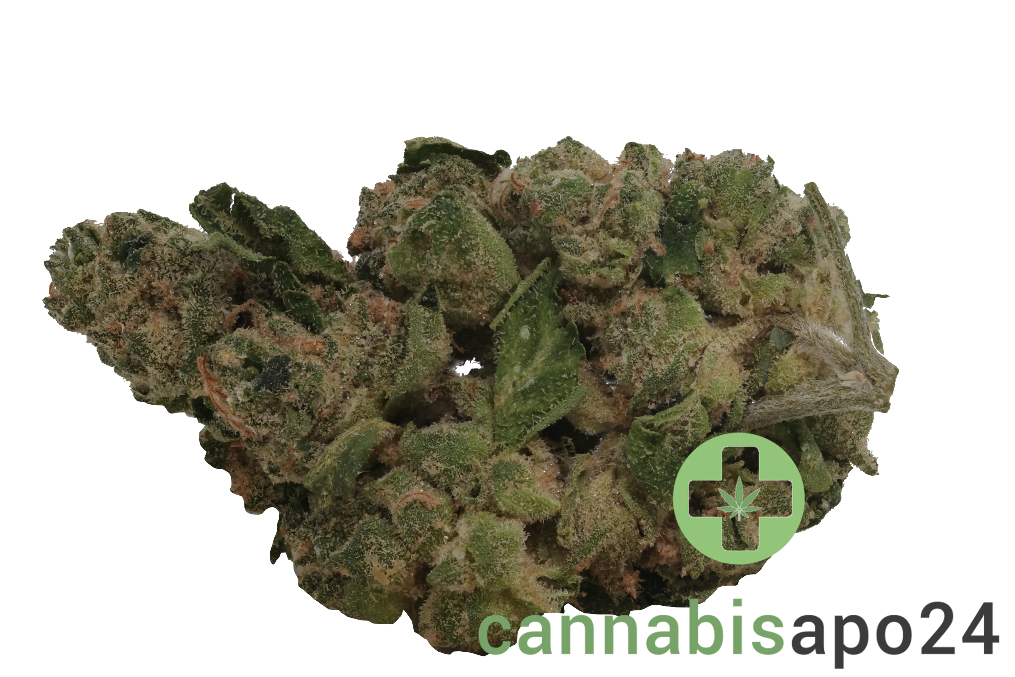 Daily Special 25/1 GMO