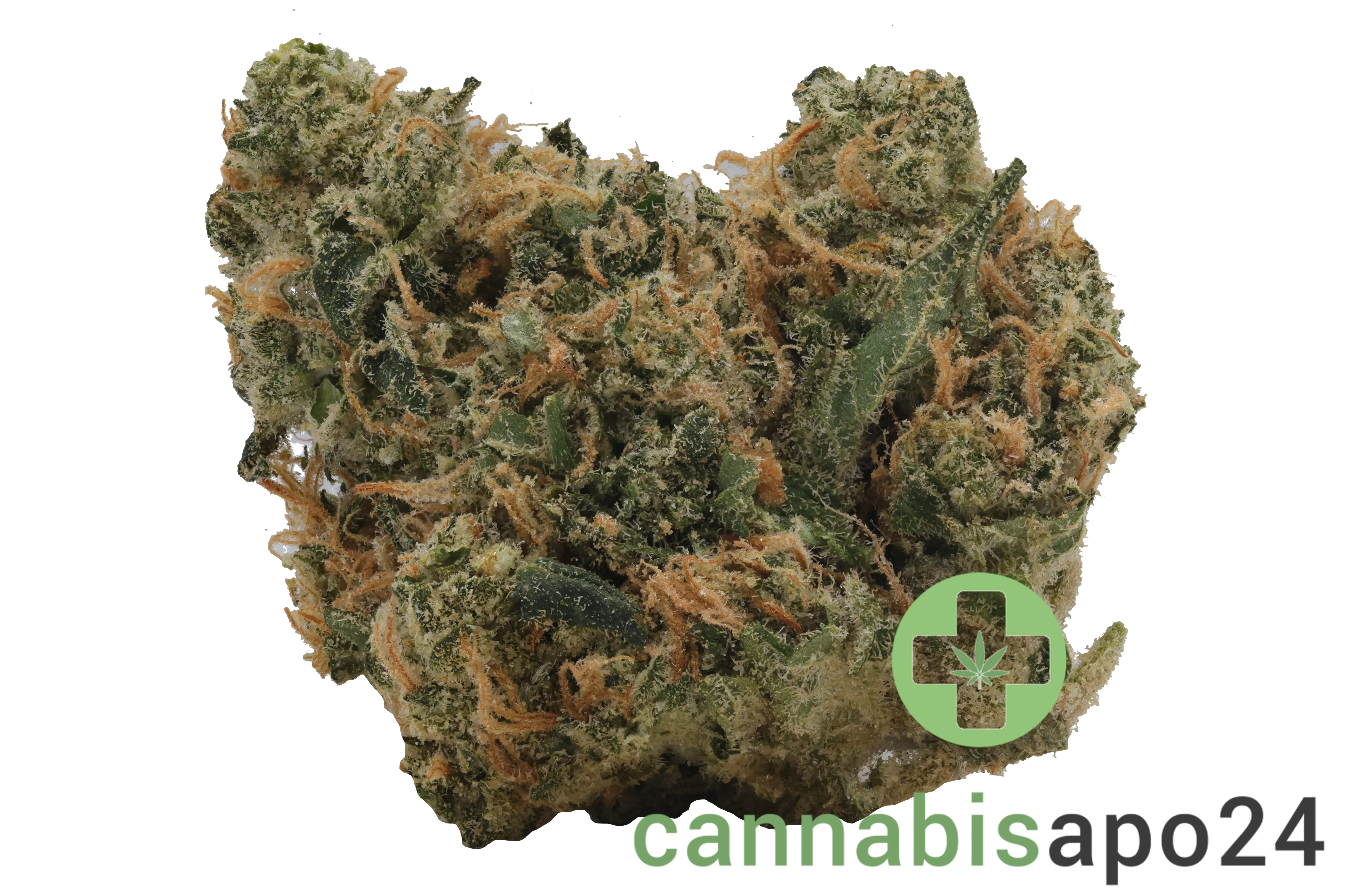 Luana 24/1 APE Sour Ape