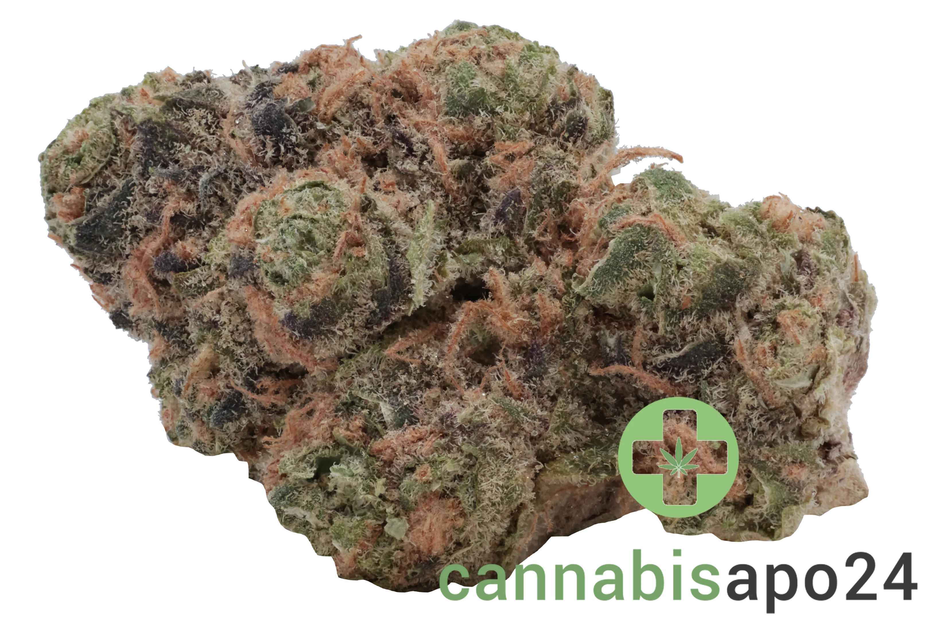 Medical Saints 24/1 HUB Huckleberry