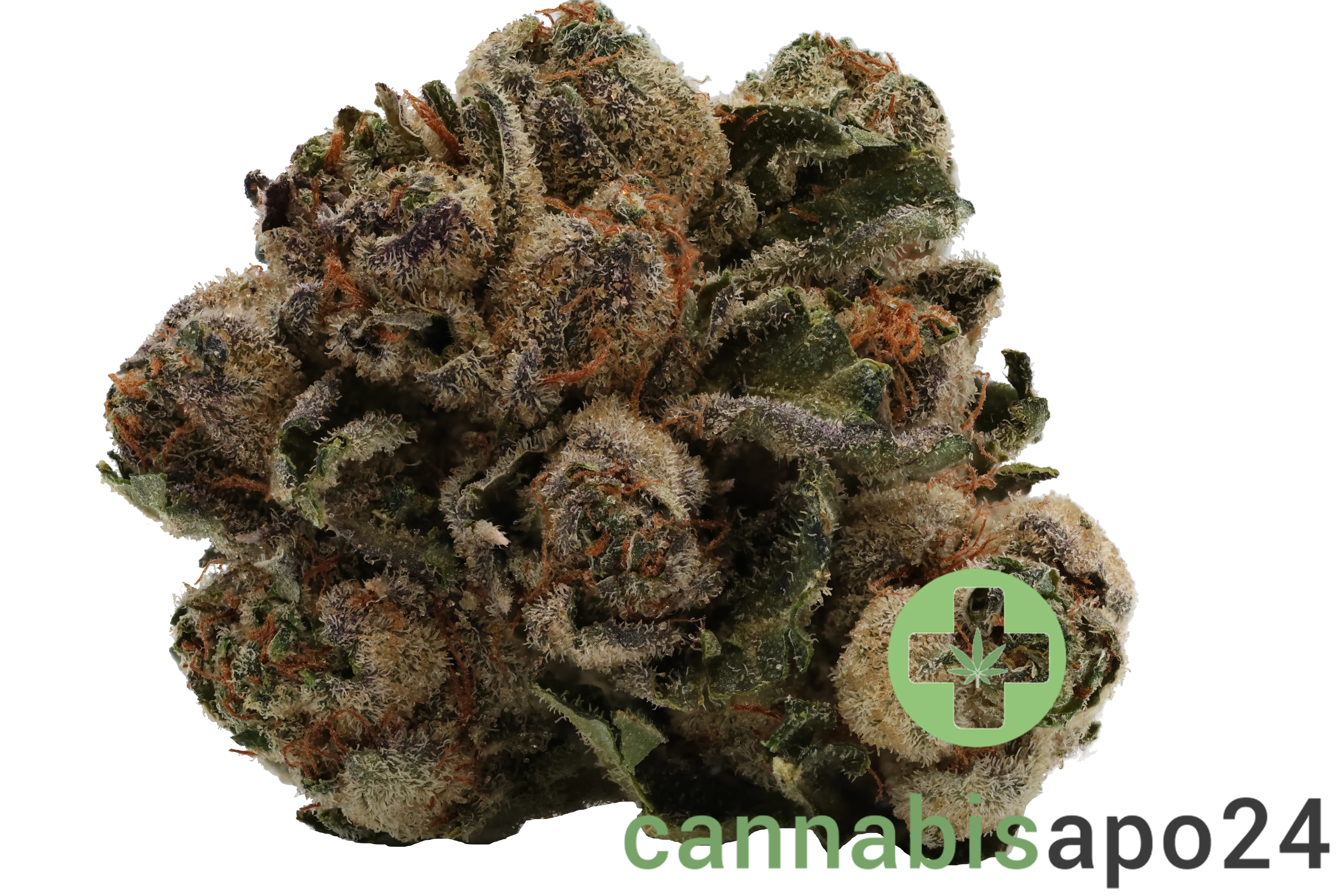 Navcora THC22 Spotlight Porto -  Galaxy Walker OG
