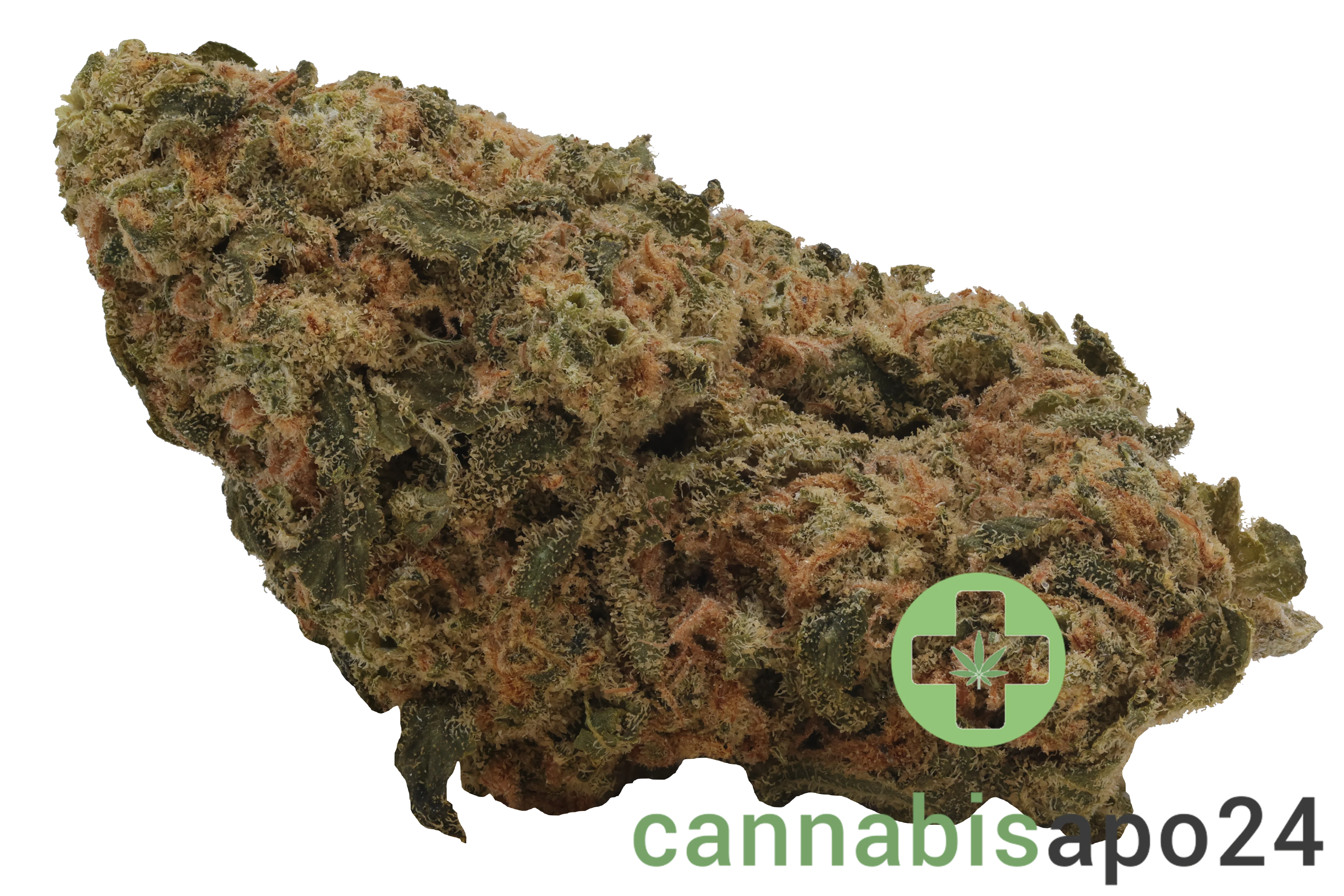 Nice 26/1 CHA Capri Haze