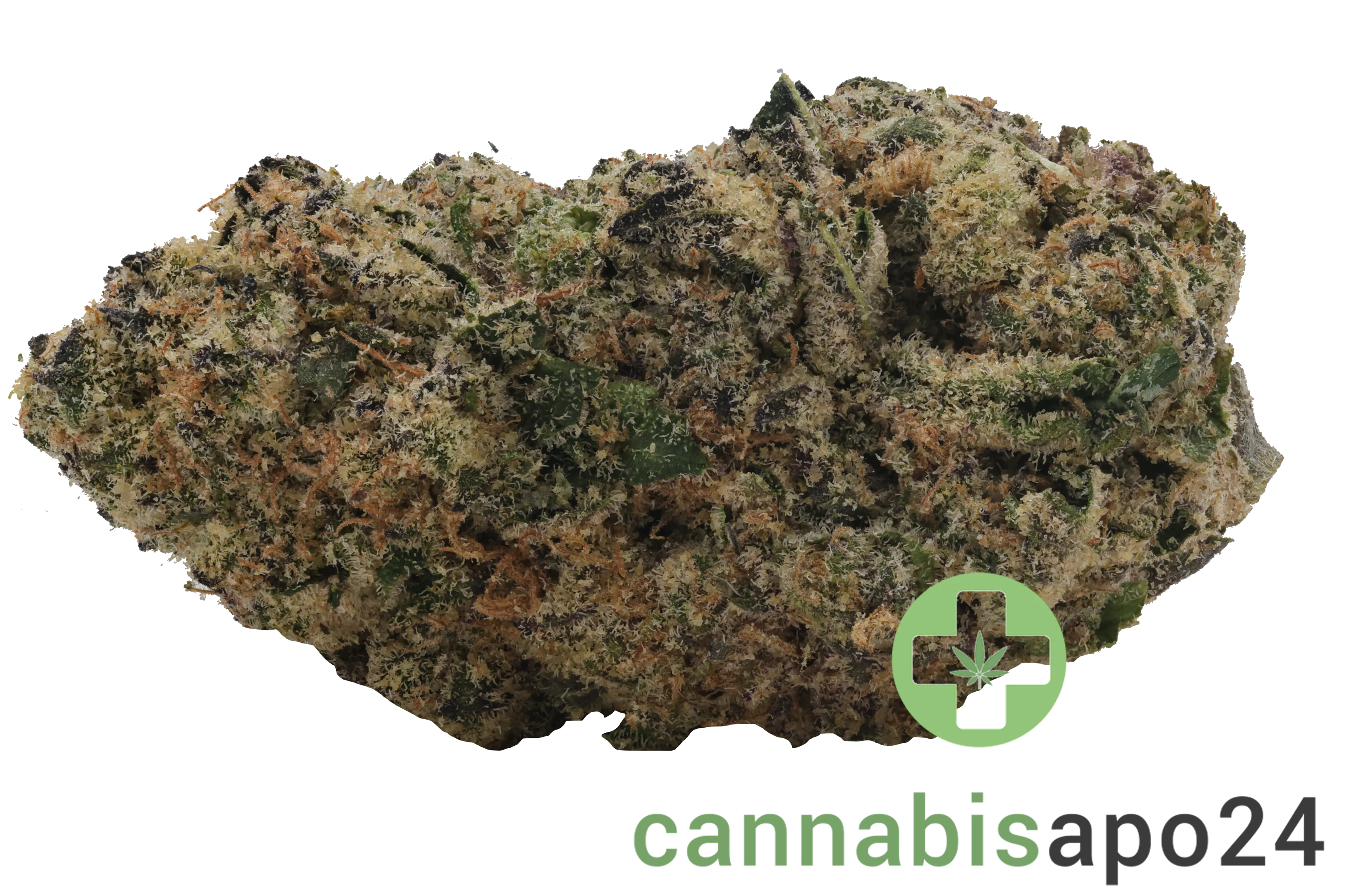 Sinceritas Sativa Verum 24/1 TC Tropical Cake