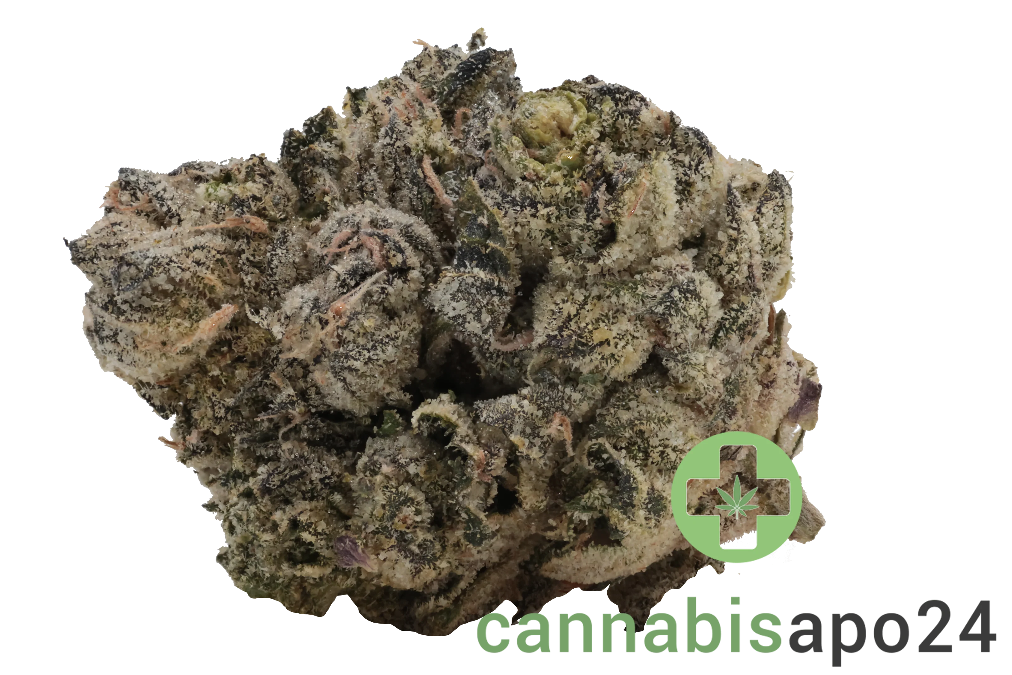 Sinceritas Verum 24/1 BK Banana Kush