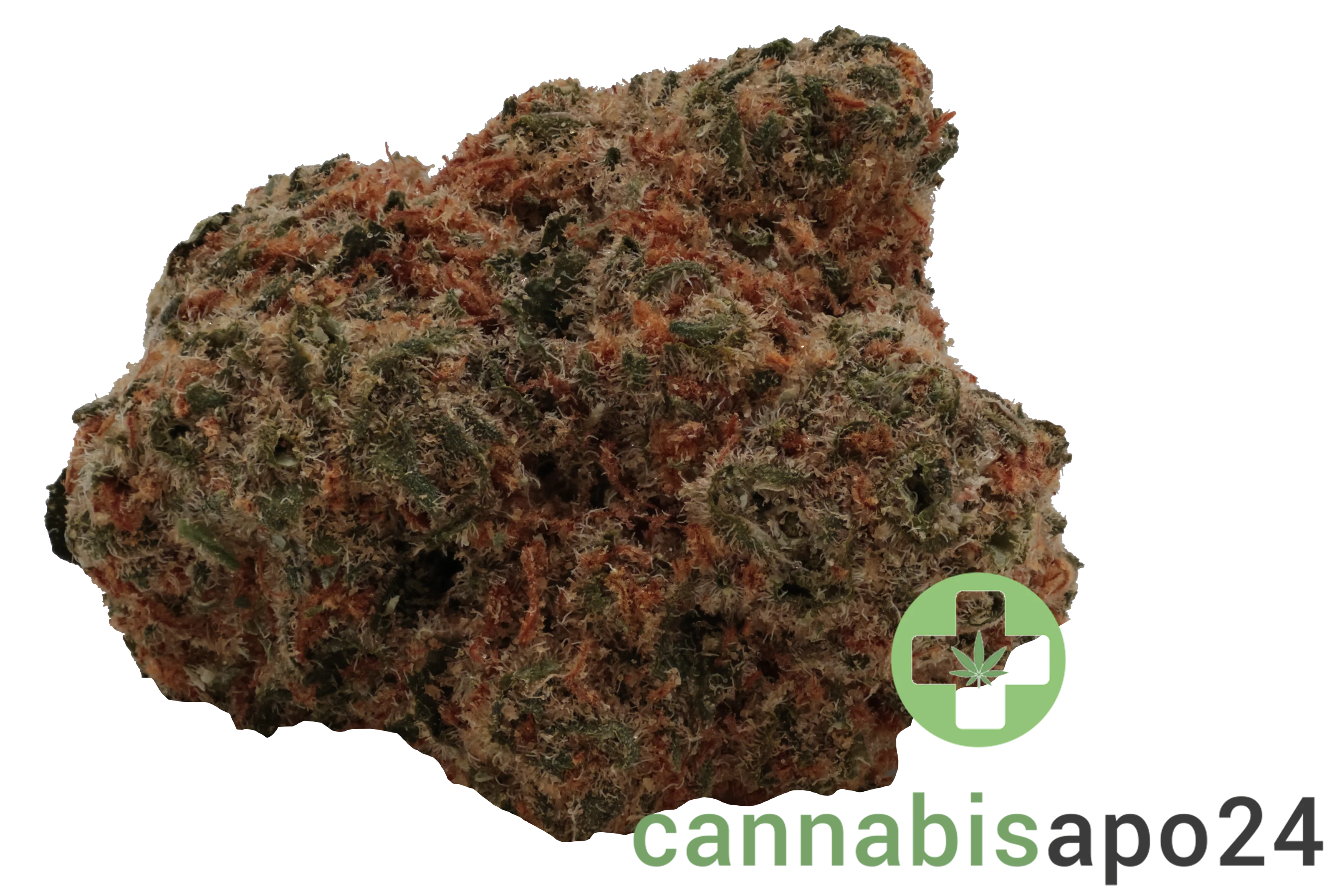 Zoiks 26/1 GCK - GG4 x Critical Kush